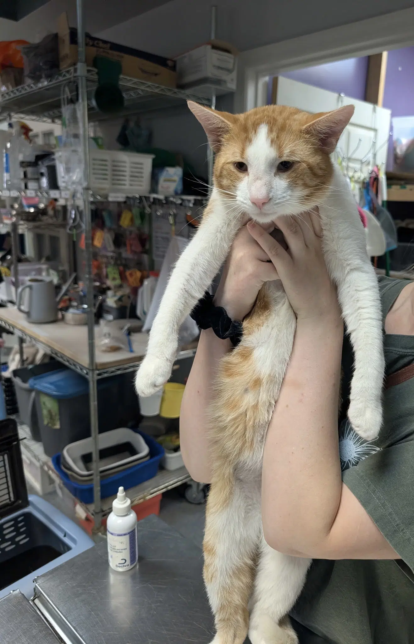 Captain Cook - Domestic Short Hair