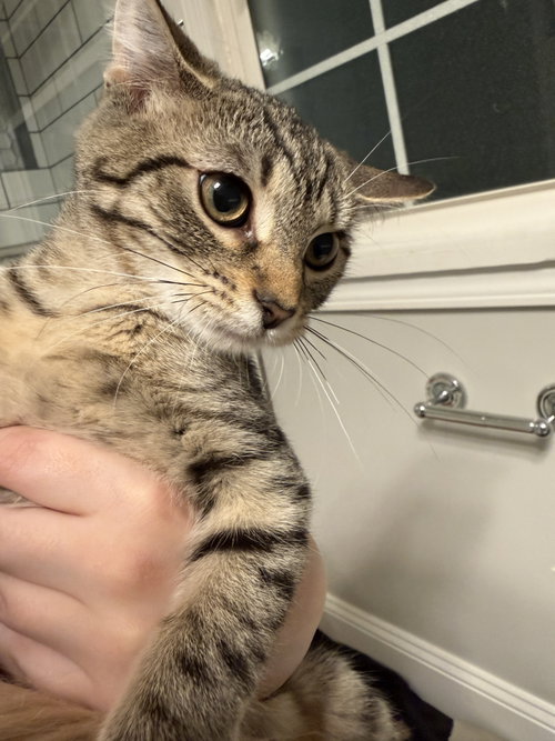 Toledo, a cat for adoption from Colony Cats (& dogs)