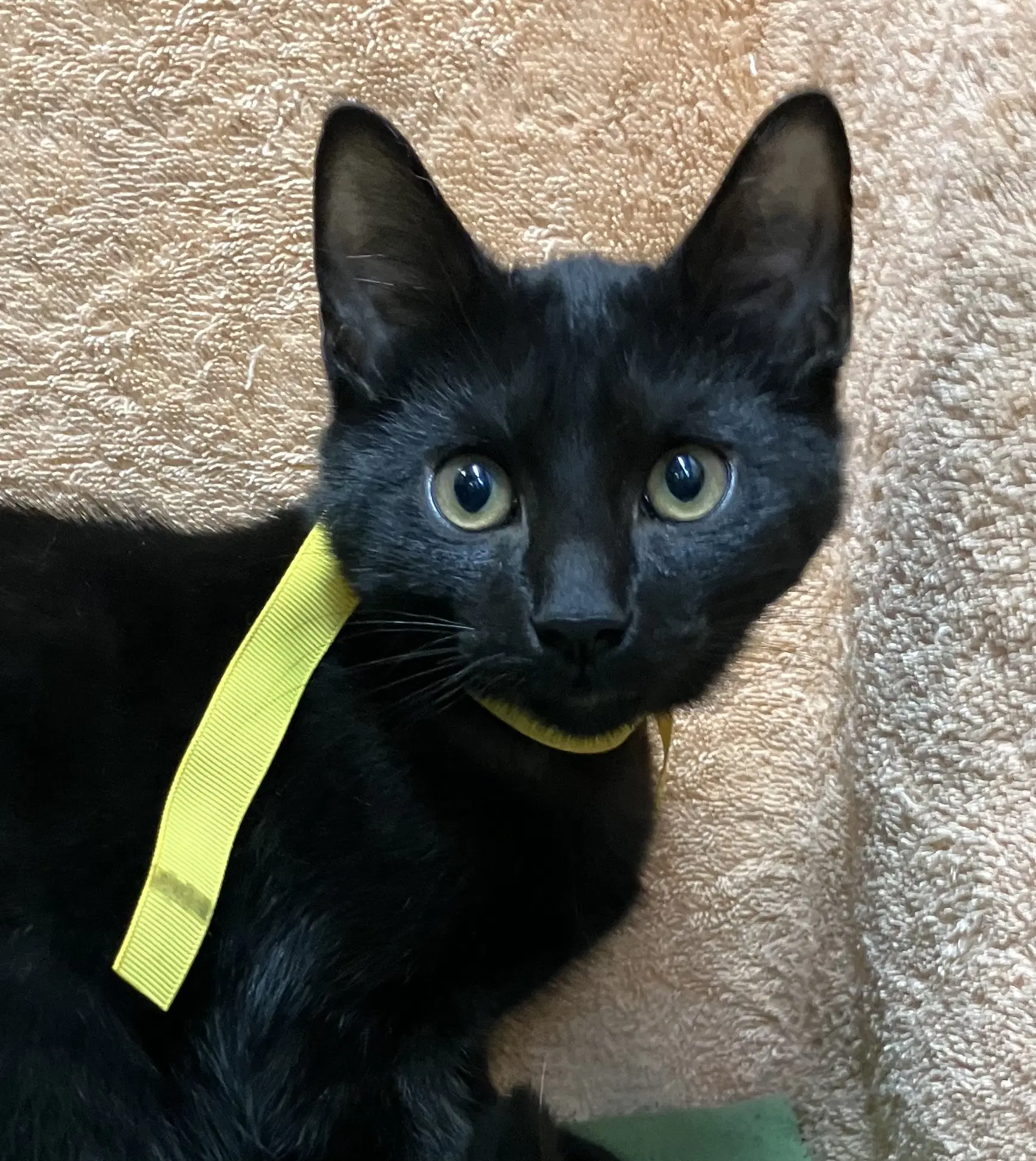 Ivan - Domestic Short Hair