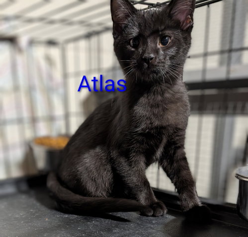 picture of the cat needing adoption