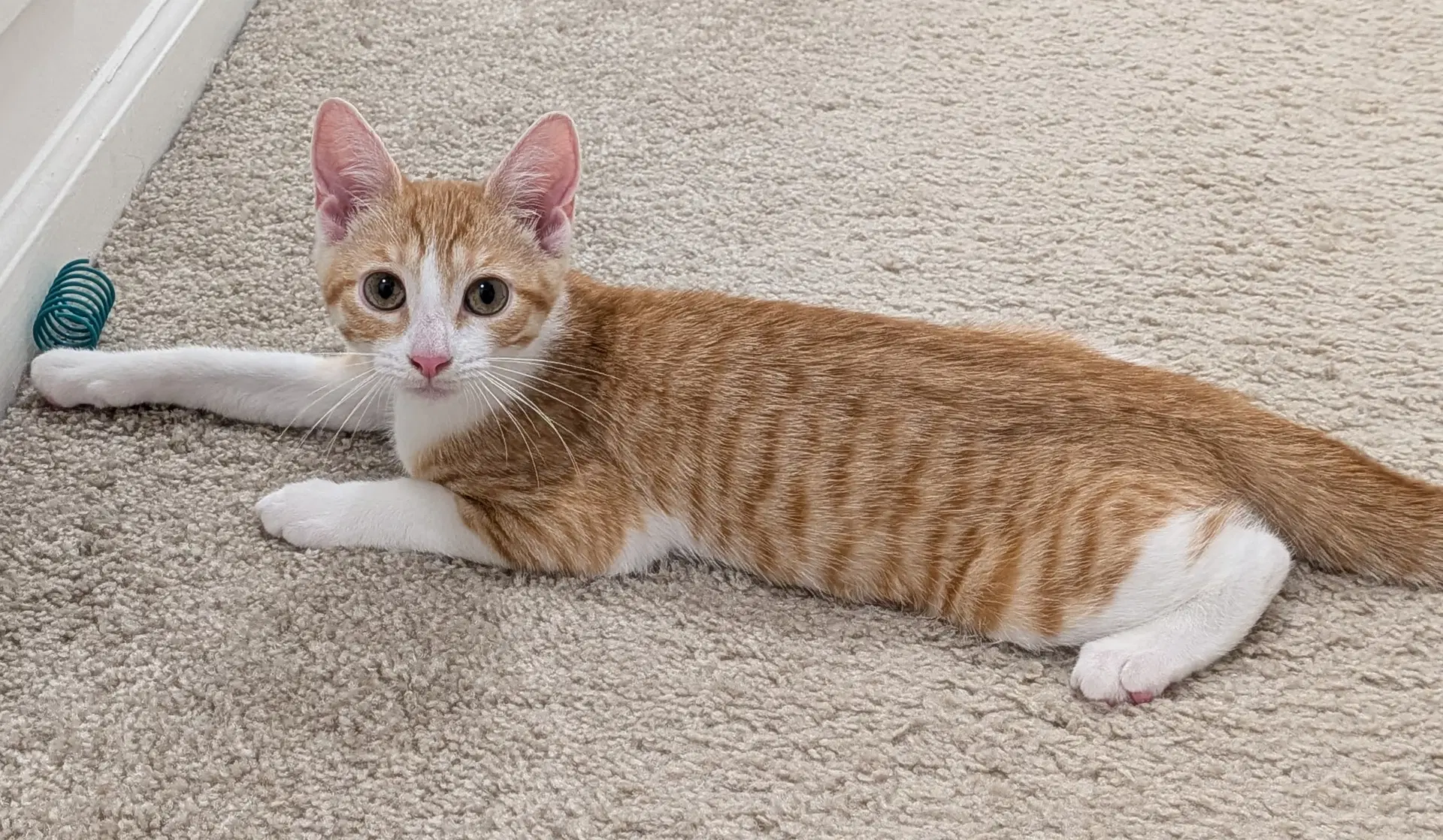 Millie - Domestic Short Hair