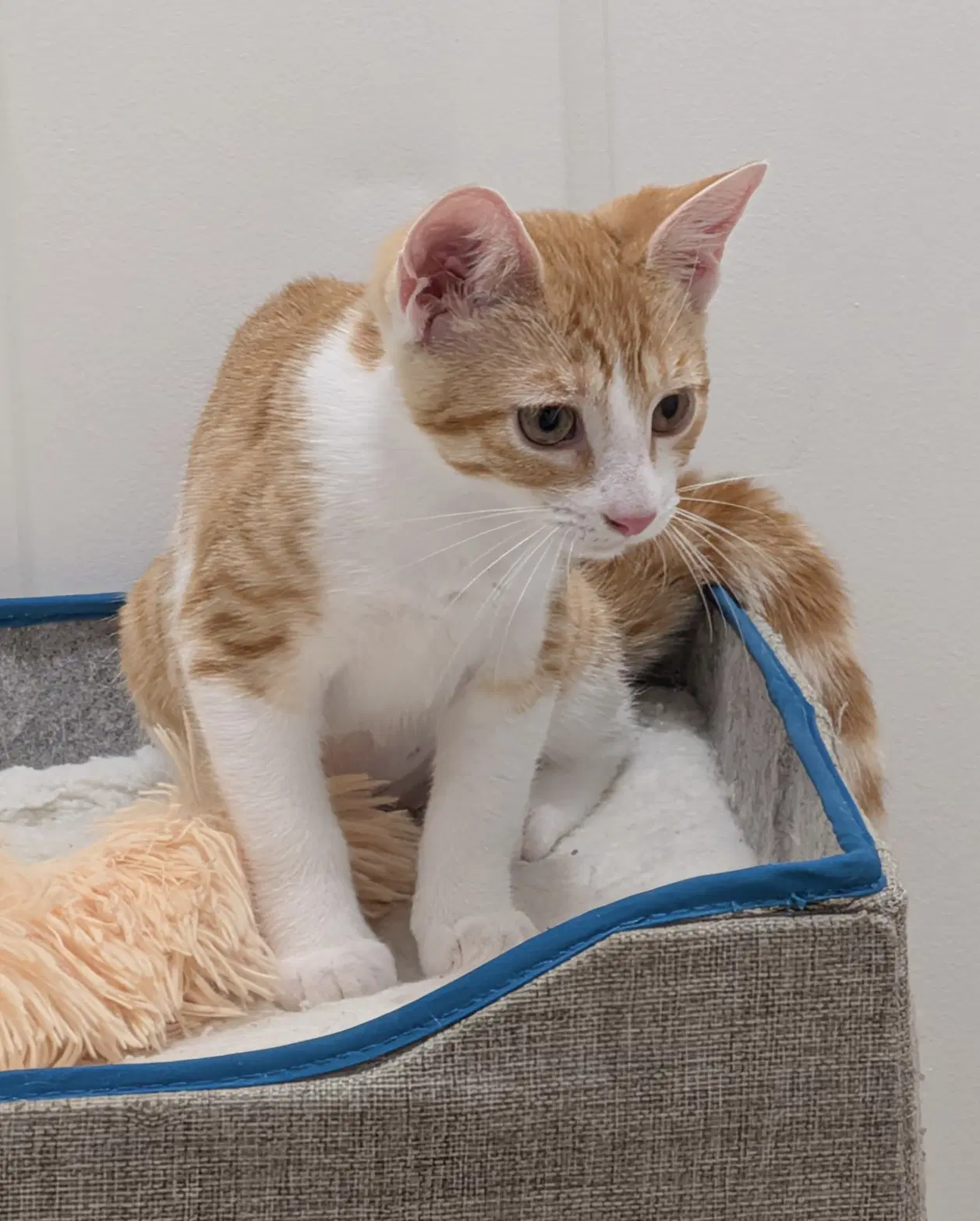 Millie image 3