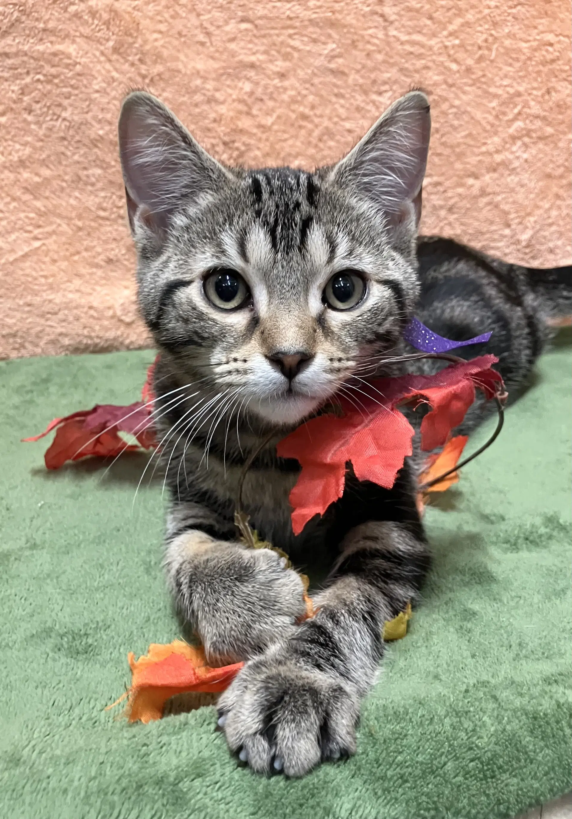 Luka - Kbc - Domestic Short Hair