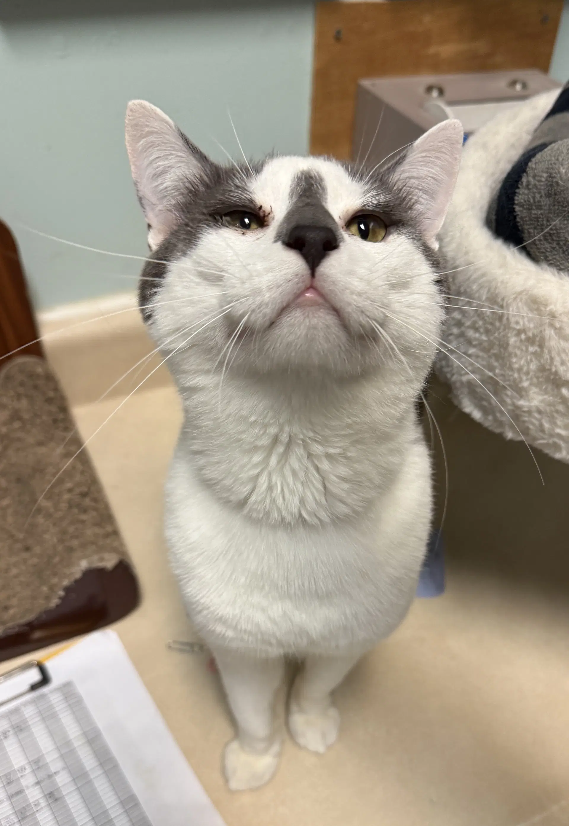 Splendor - Domestic Short Hair