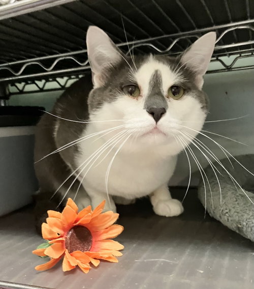 Splendor, a cat for adoption from Colony Cats (& dogs)