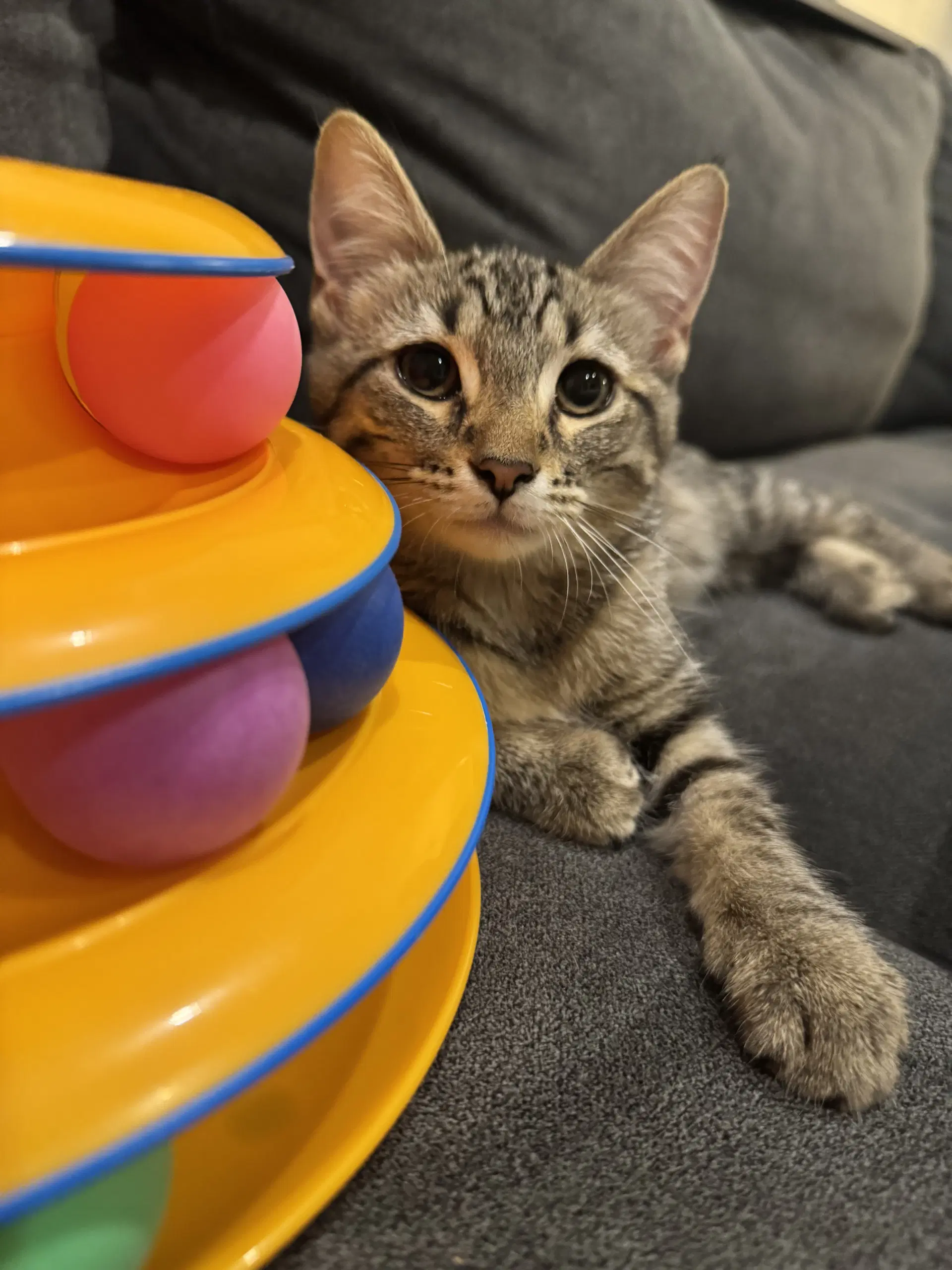 Chicken  Bonded To Duck - Domestic Short Hair