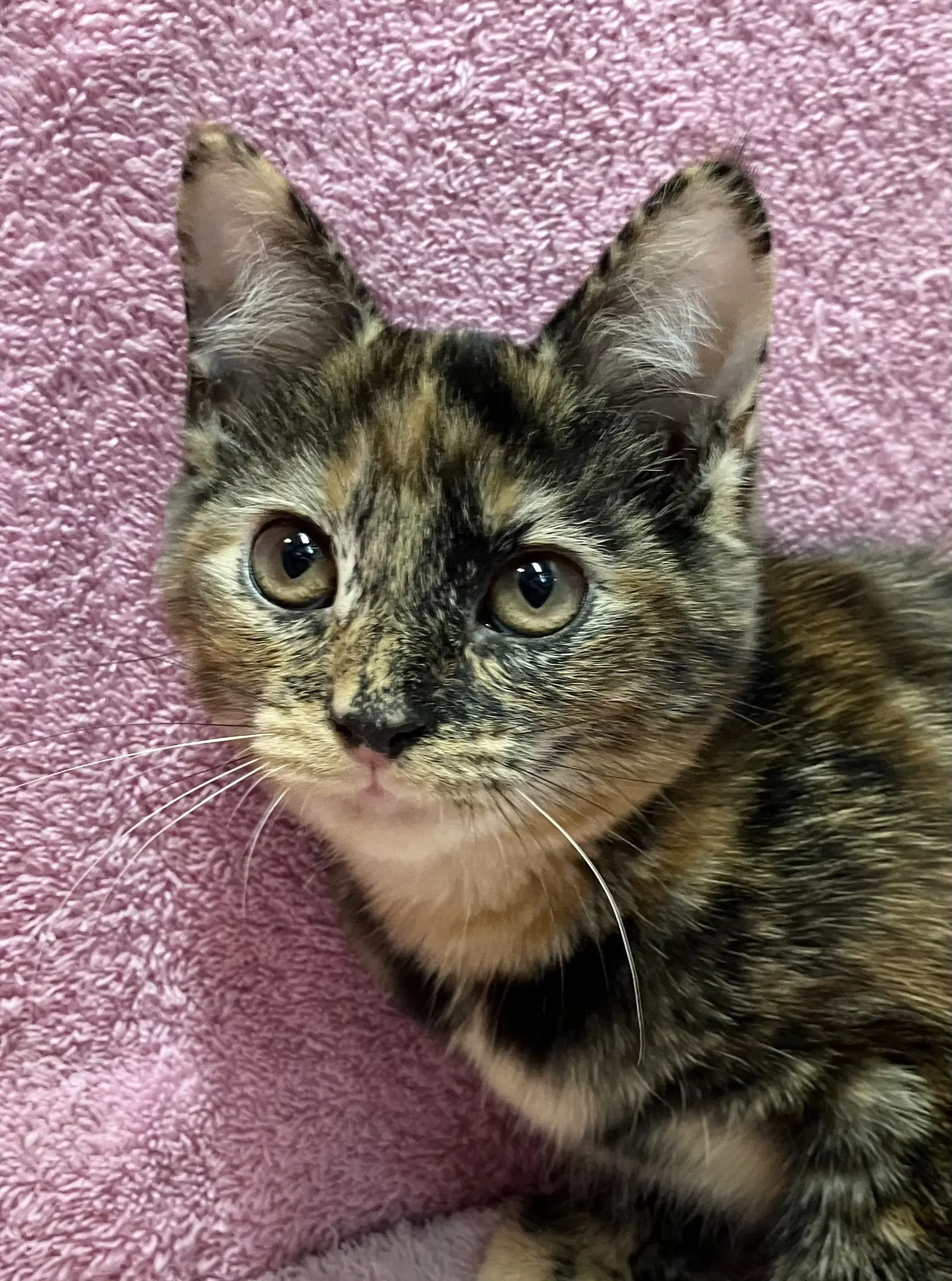 Teensie - Domestic Short Hair