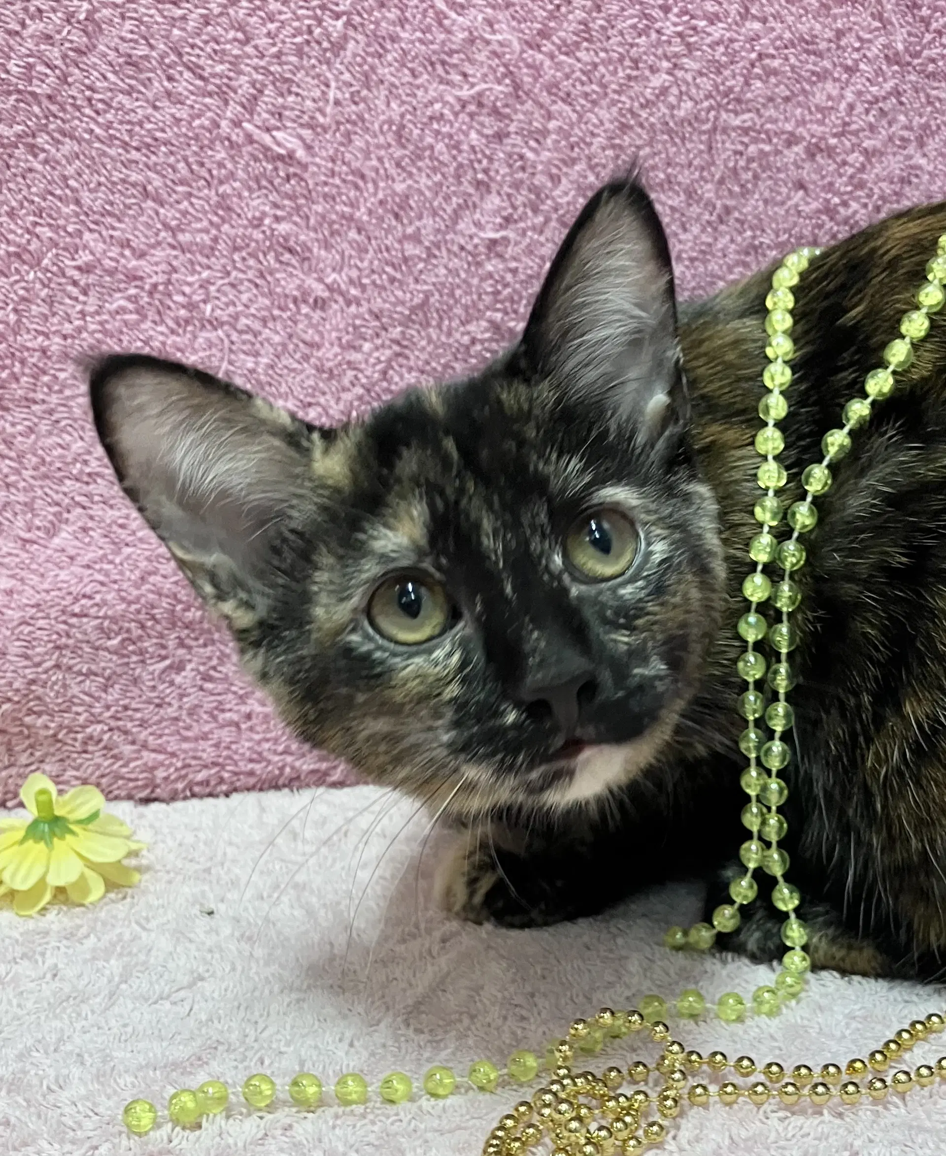 Necie - Domestic Short Hair