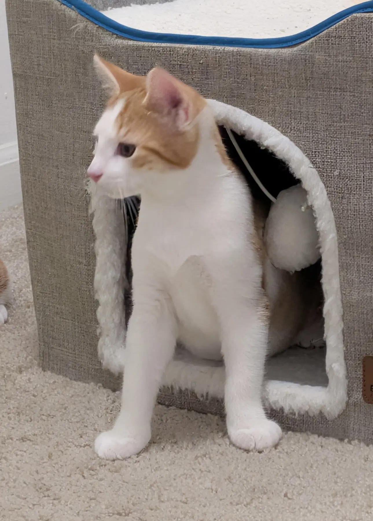 Monty image 2