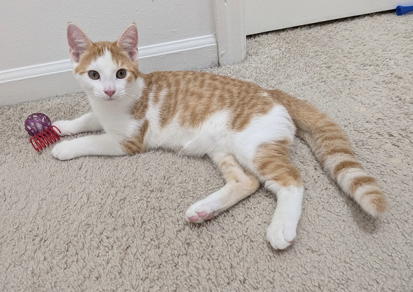 Monty, photo 3