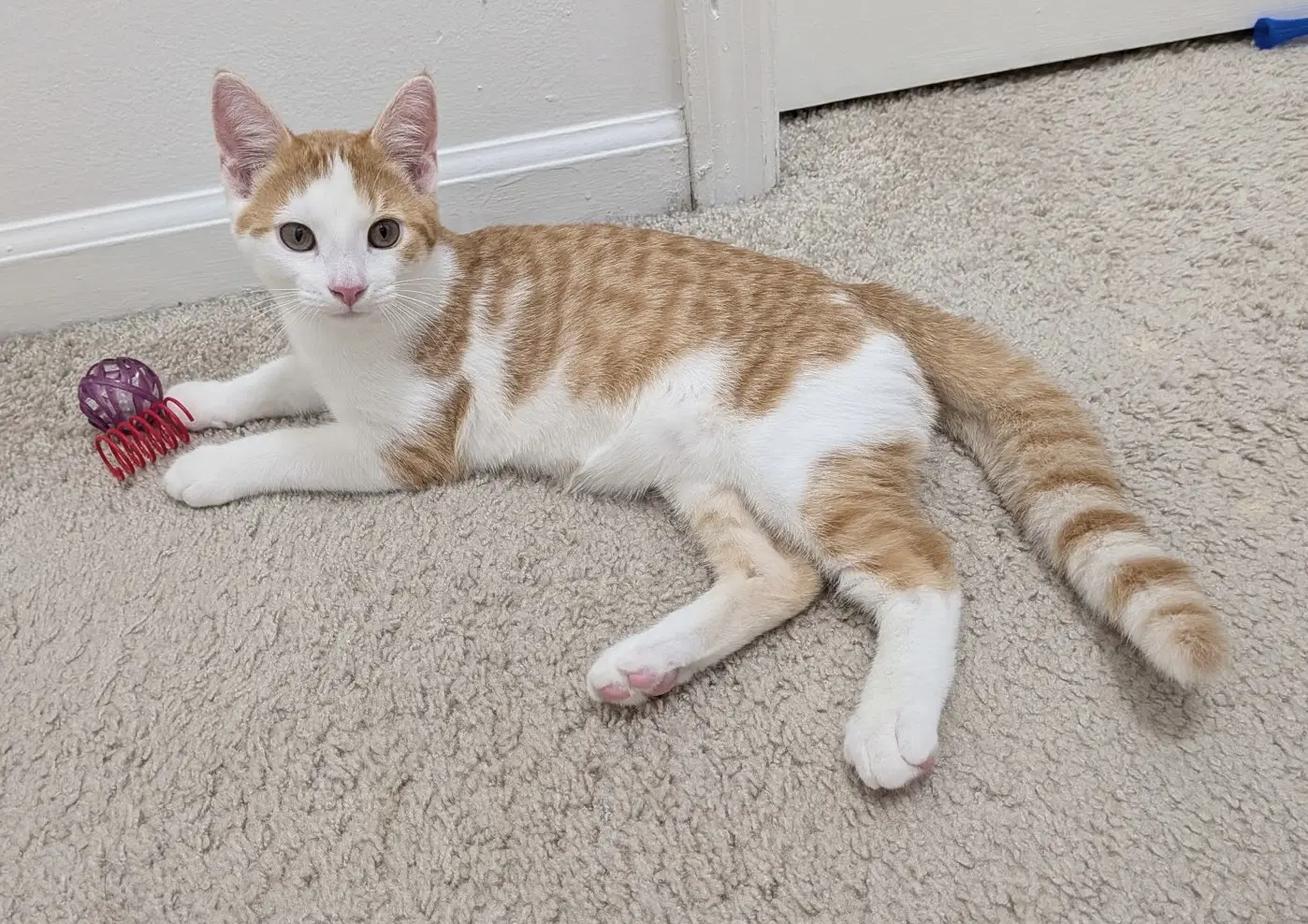 Monty image 3