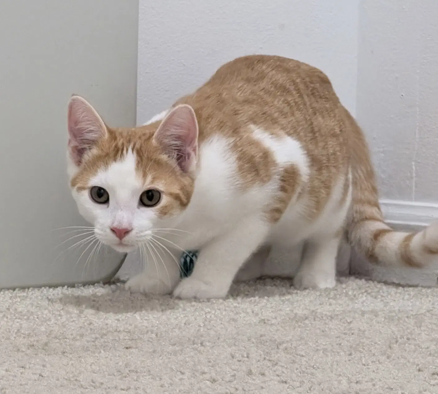 Monty image 4
