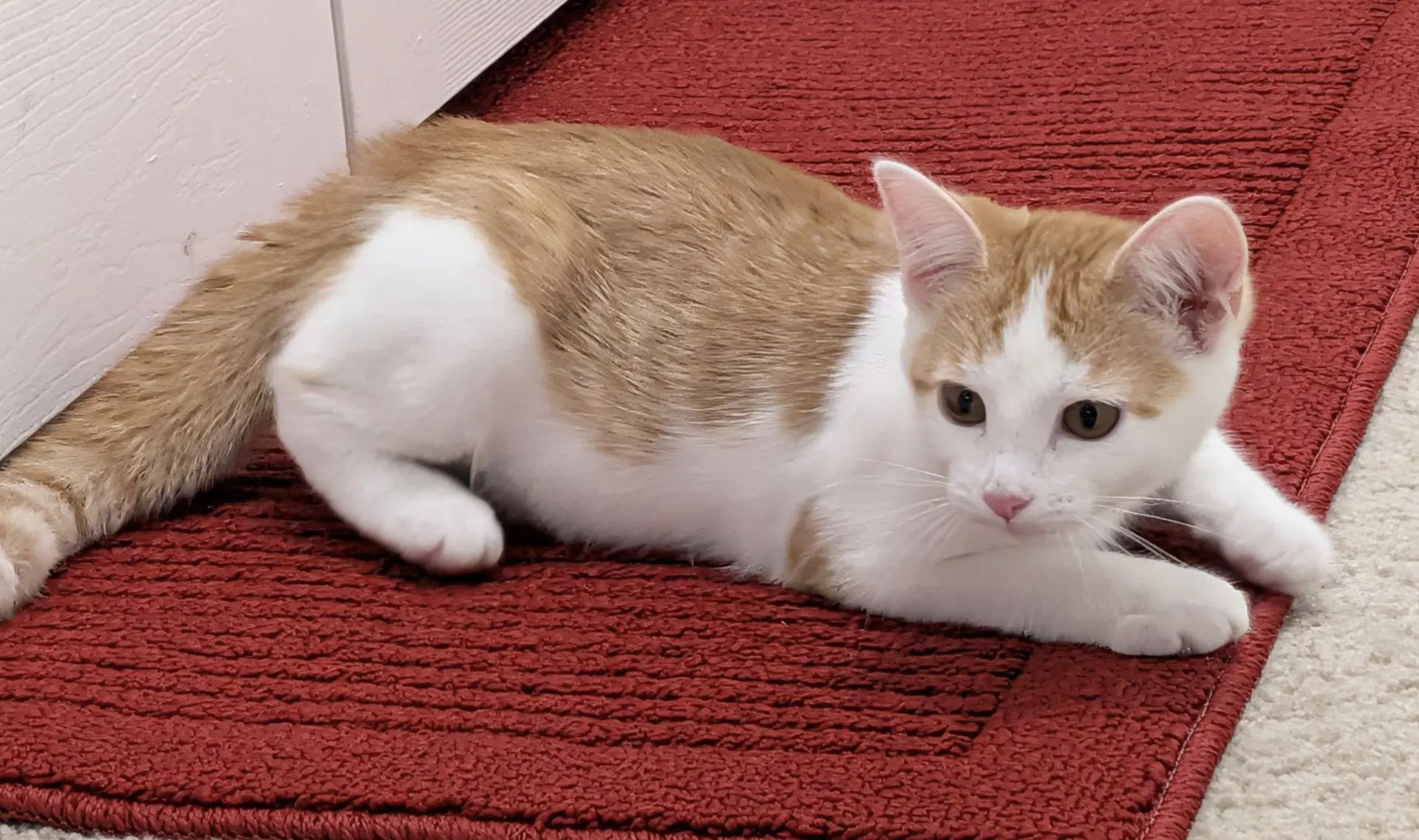 Maggie - Domestic Short Hair