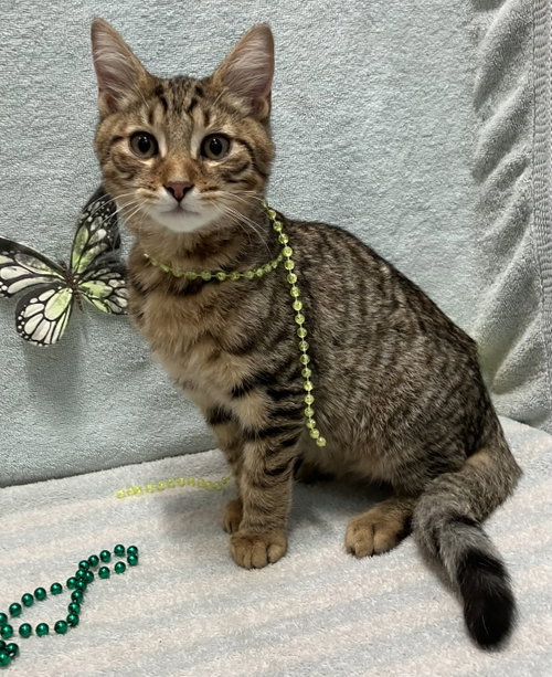 Linen - KBC, a cat for adoption from Colony Cats (& dogs)