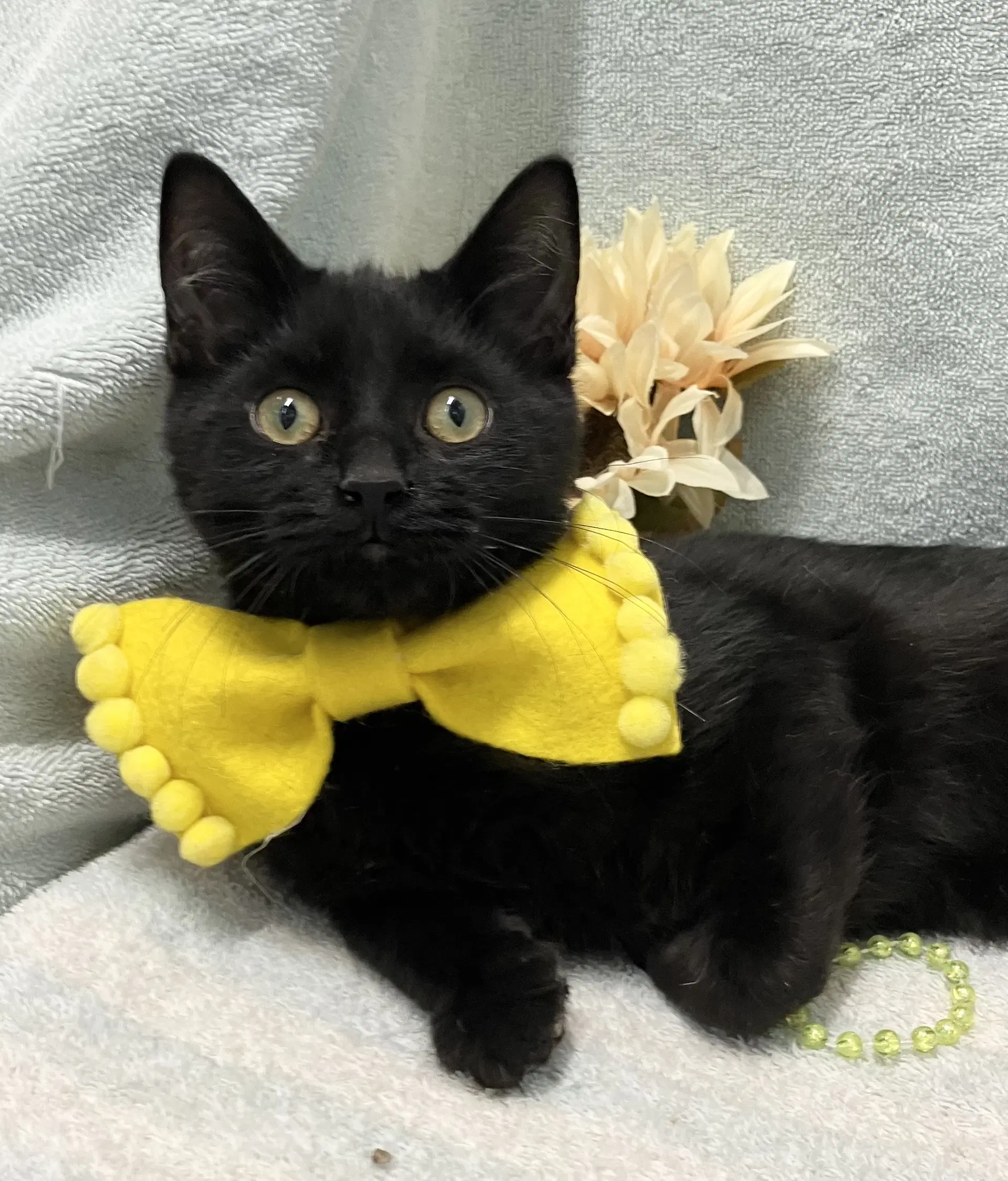 Denim - Kbc - Domestic Short Hair