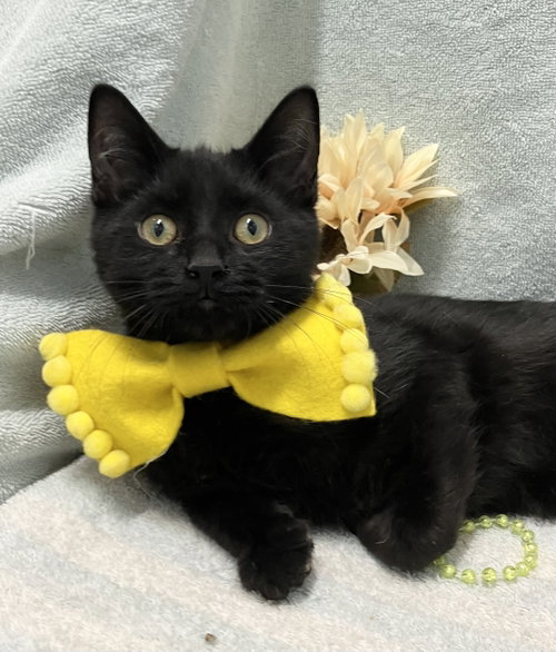 Denim - KBC, a cat for adoption from Colony Cats (& dogs)