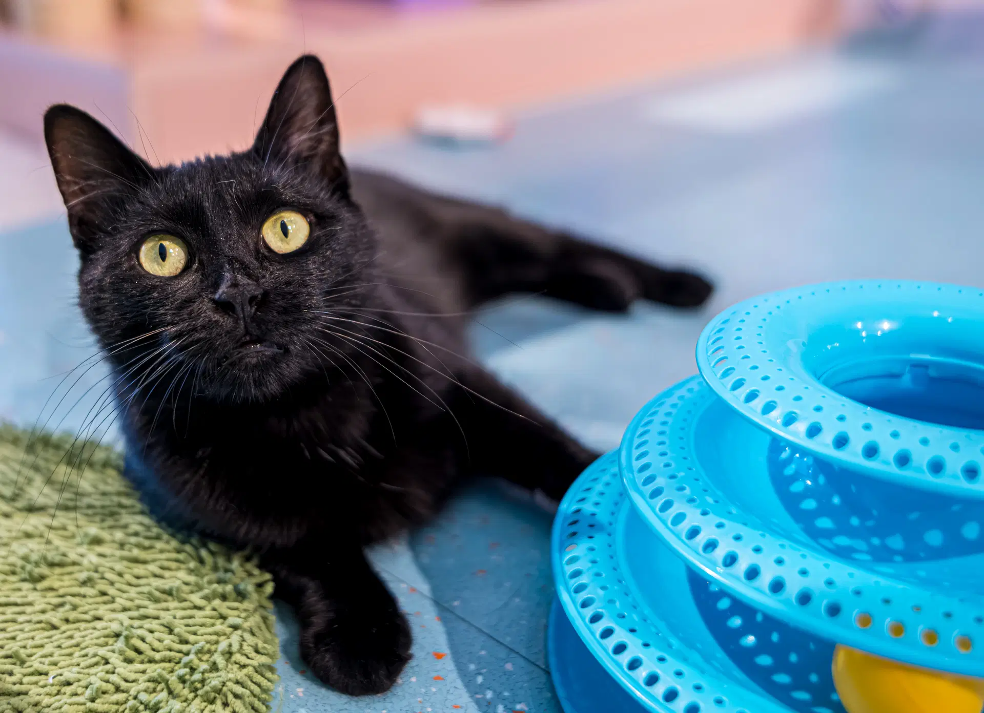 Beck - Kbc - Domestic Short Hair
