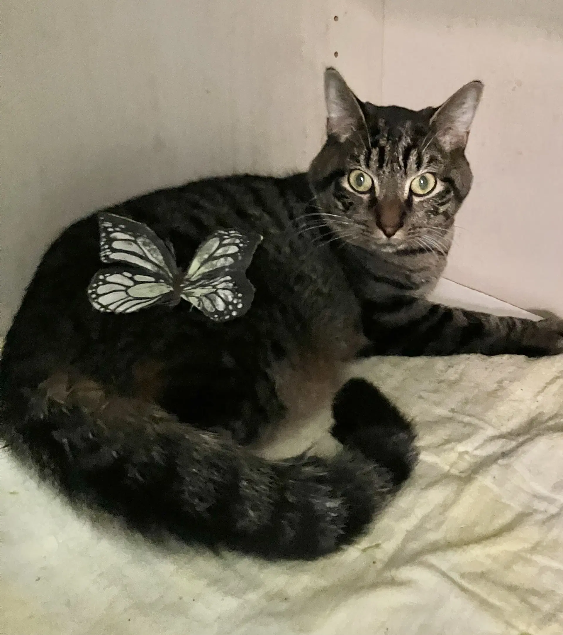 Felix - Tabby
