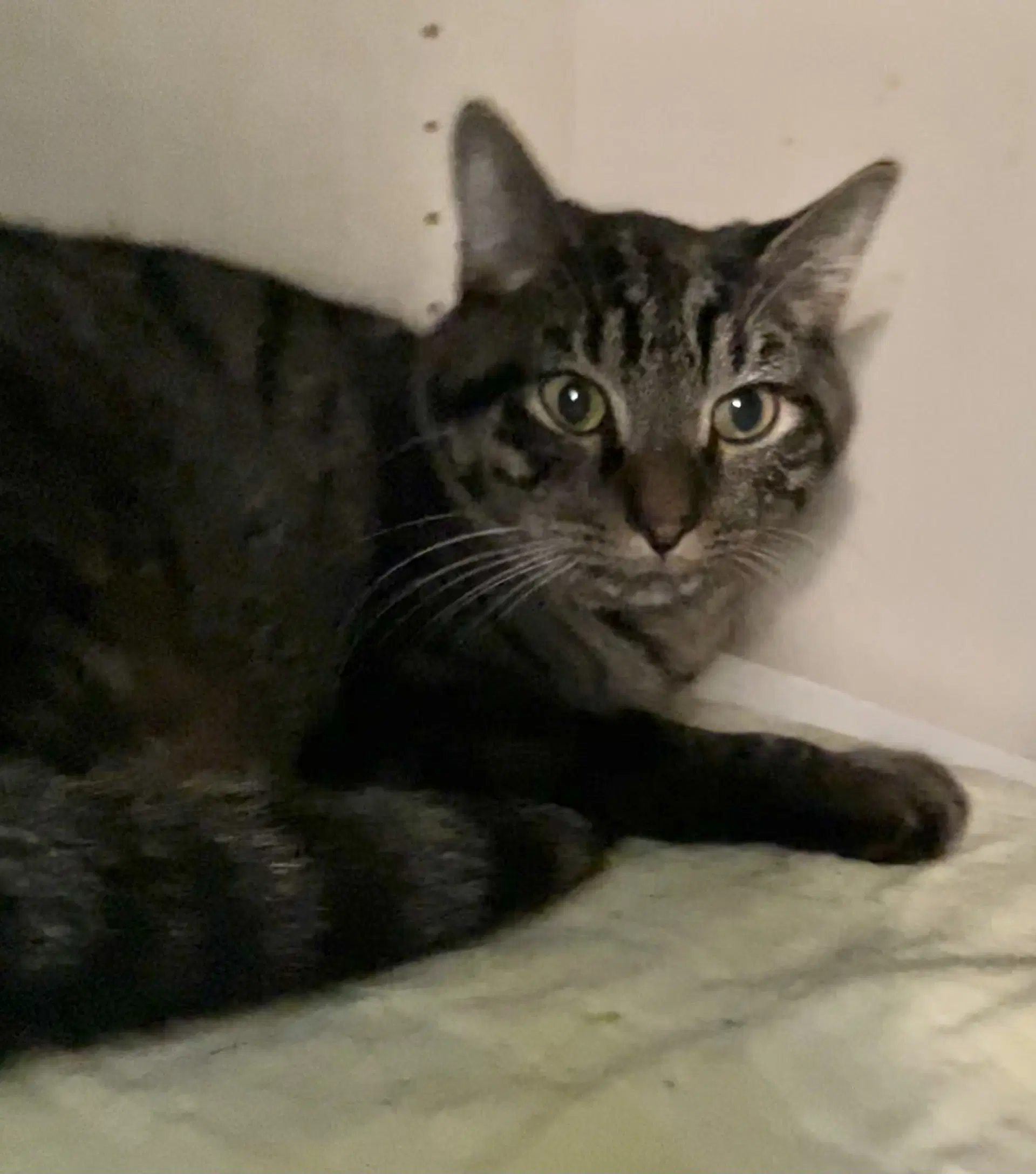 Felix image 2