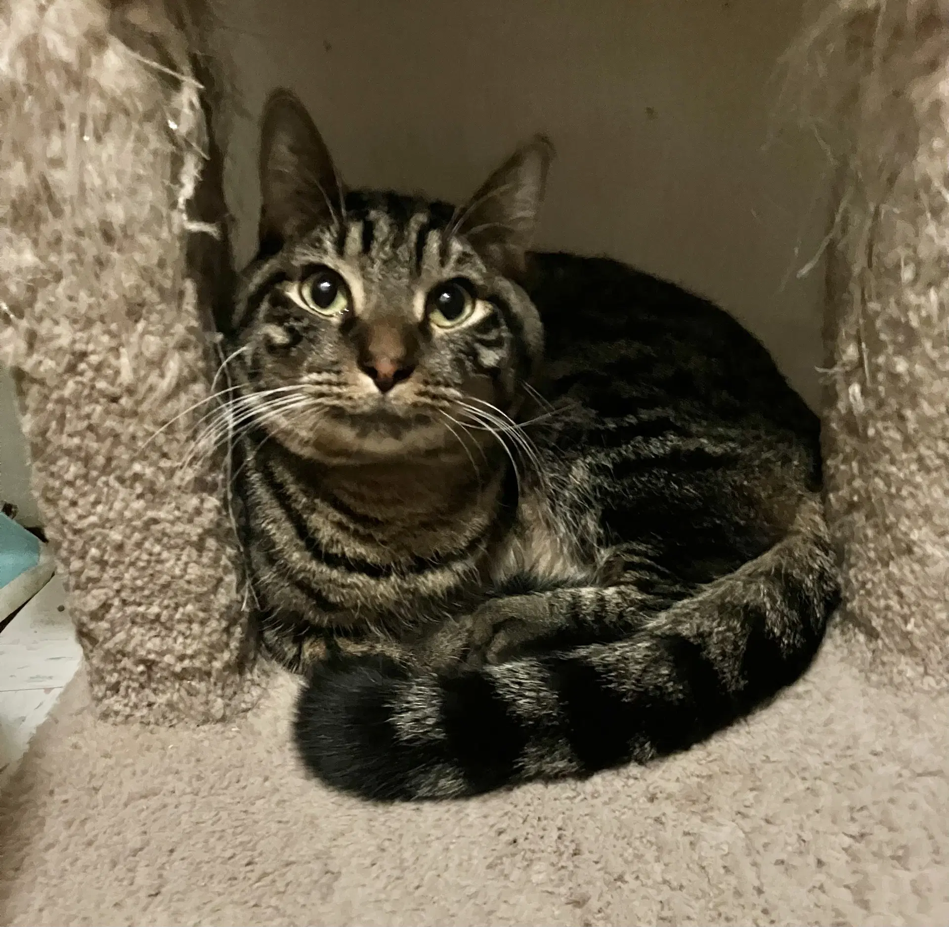 Felix image 2