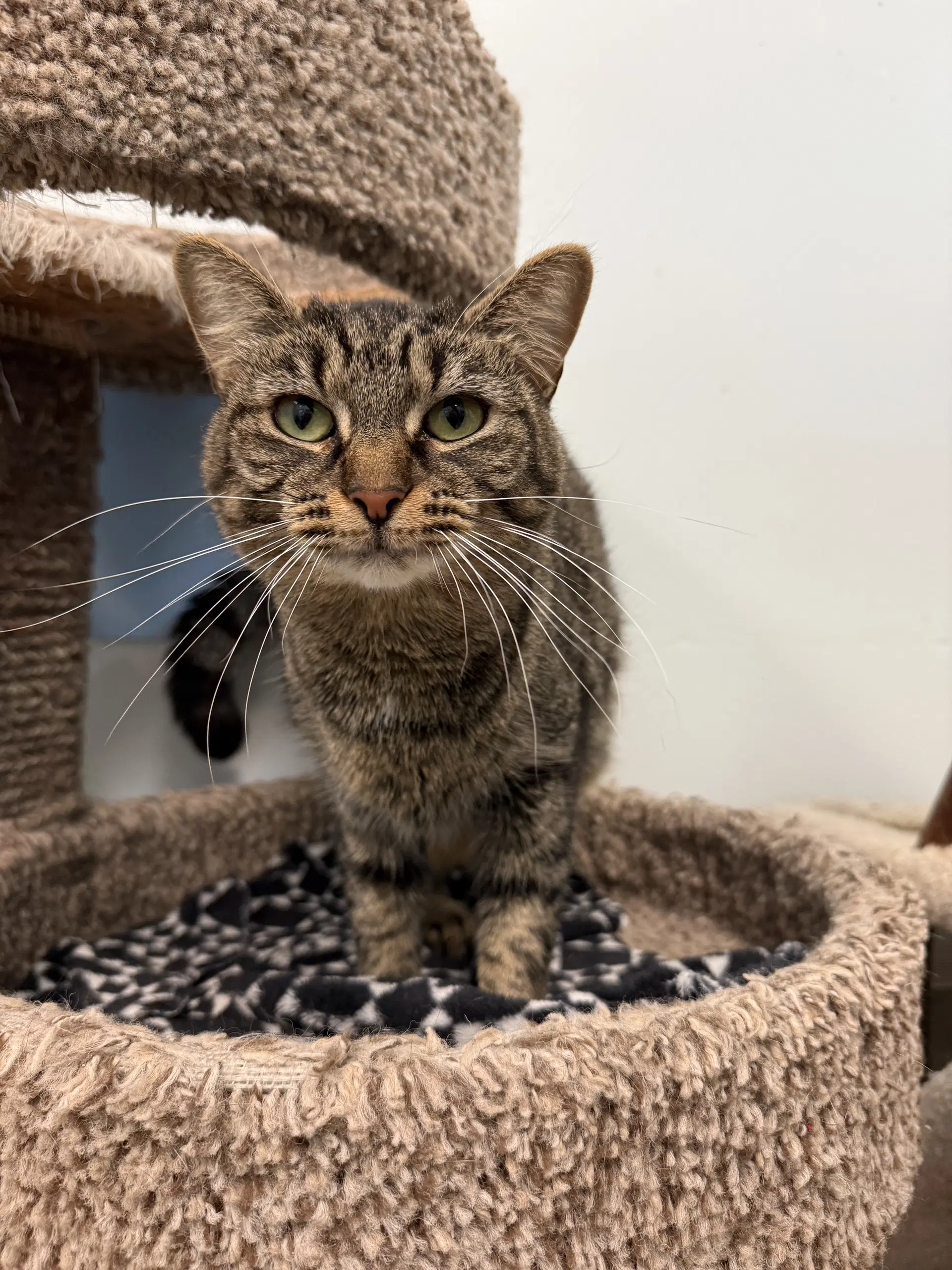 Anita - Tabby