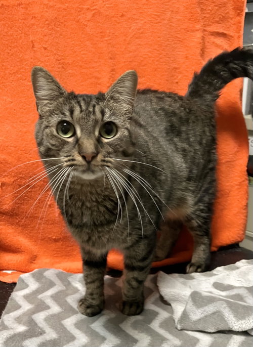 Anita, a cat for adoption from Colony Cats (& dogs)