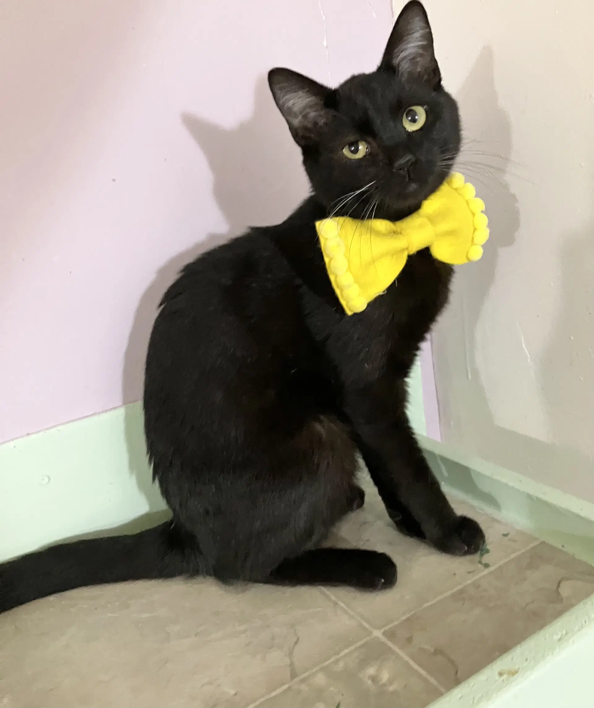 Kyle - Domestic Short Hair