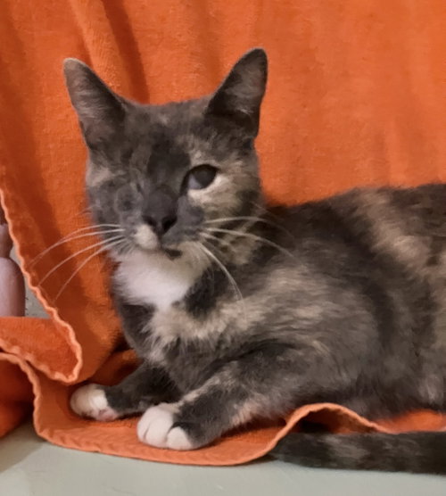 Cleome, a cat for adoption from Colony Cats (& dogs)