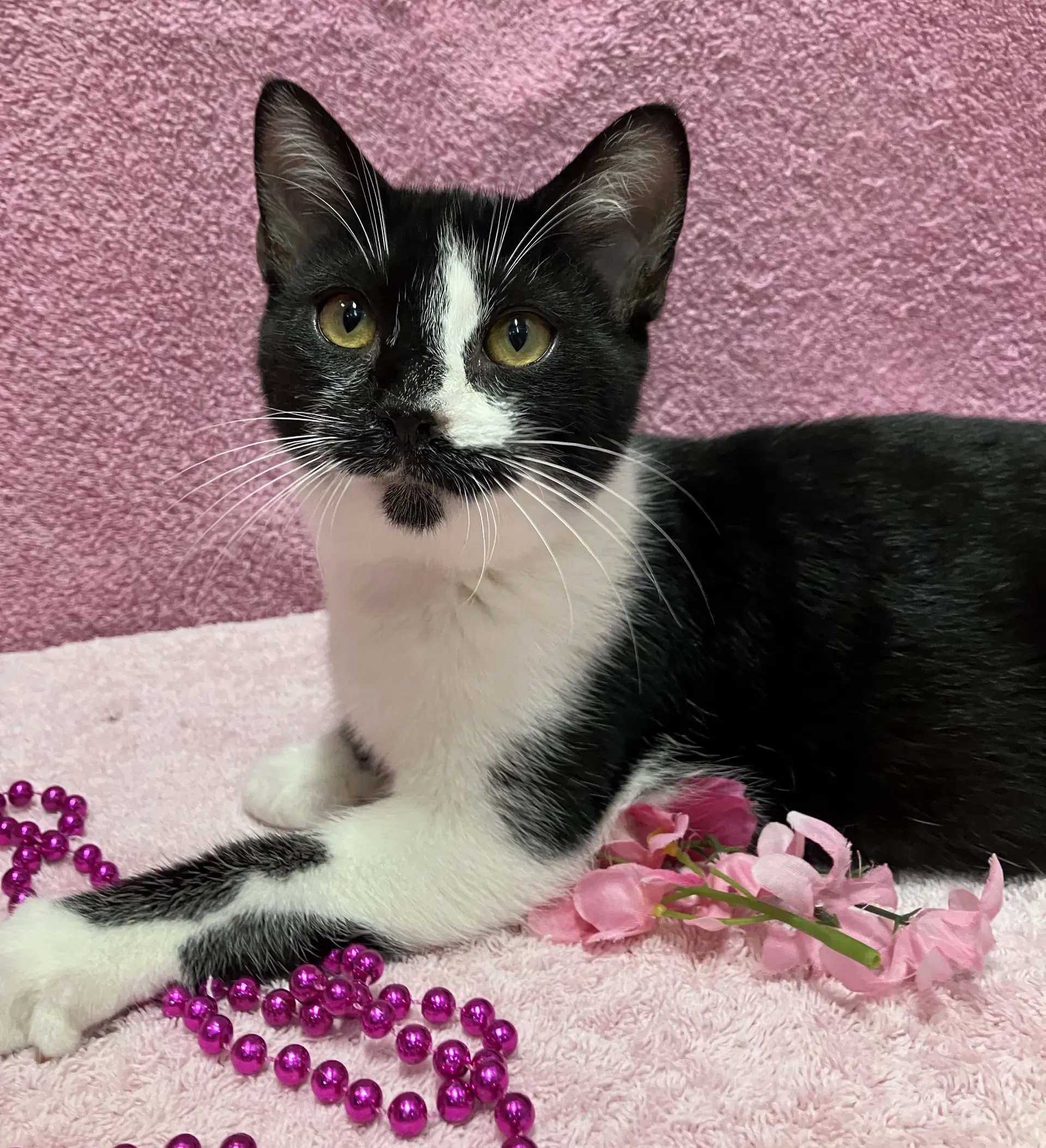 Dickens - Domestic Short Hair