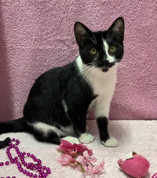 Photo 2 of Dickens (bonded to George) - KBC