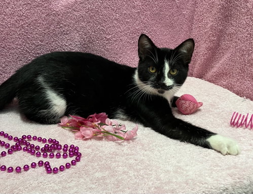 Photo 5 of Dickens (bonded to George) - KBC