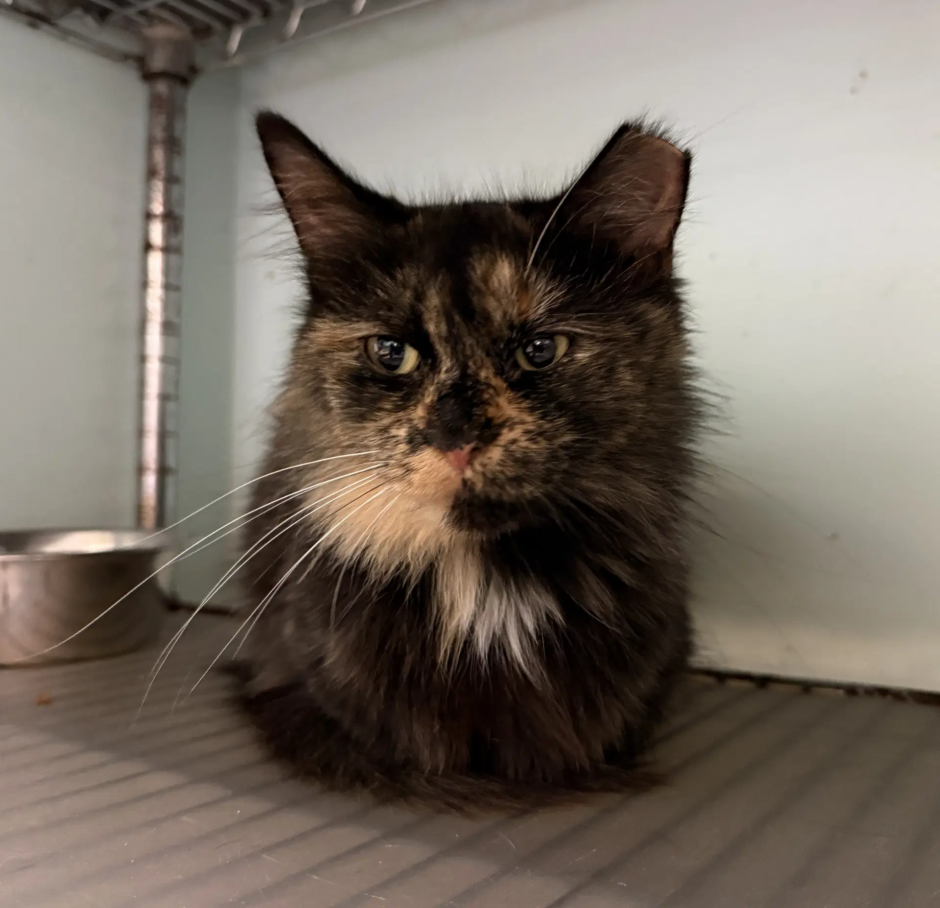 Crawford - Domestic Long Hair