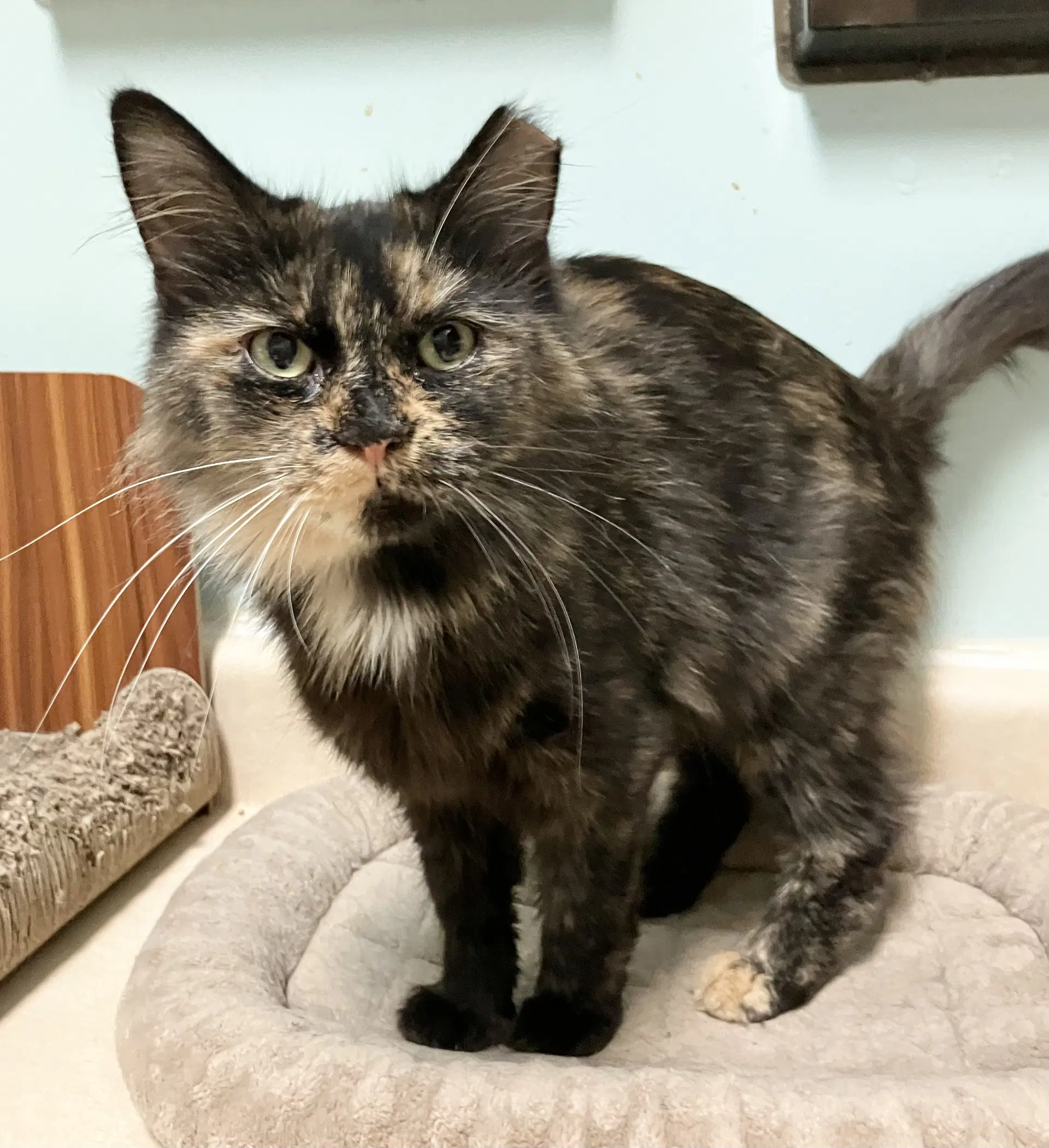 Crawford - Domestic Long Hair
