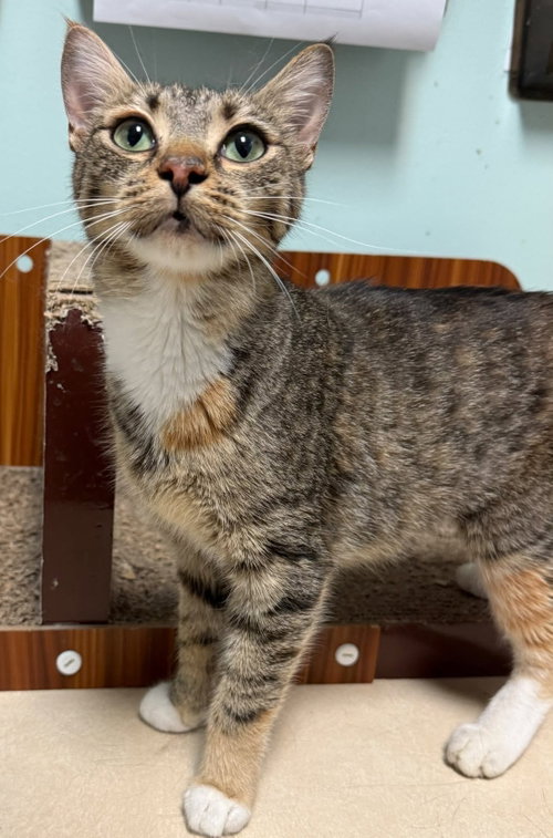 Kielbasa, a cat for adoption from Colony Cats (& dogs)