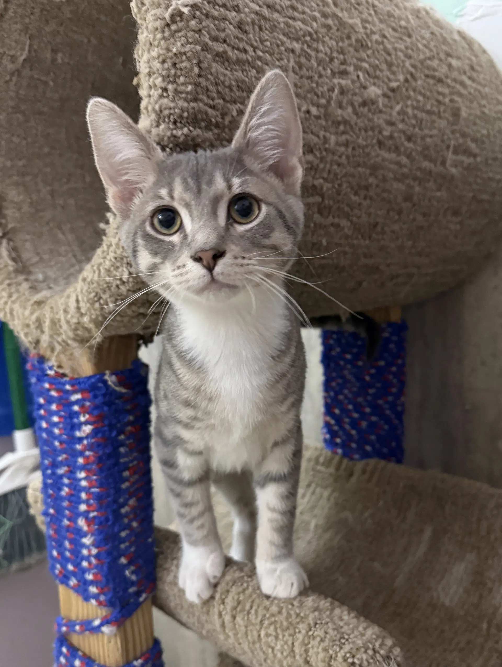 Sweet Pea - Domestic Short Hair