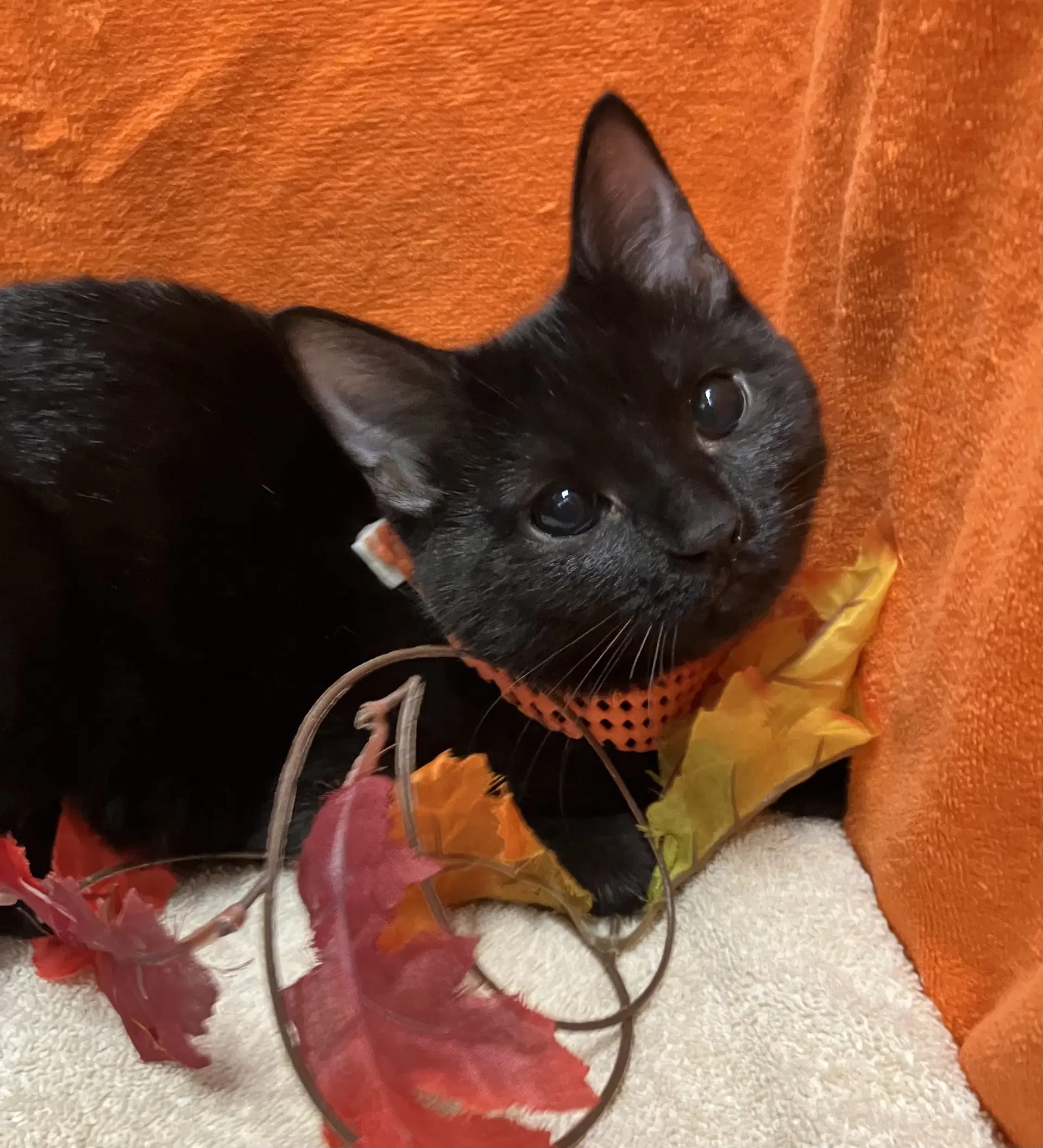 Margot - Domestic Short Hair