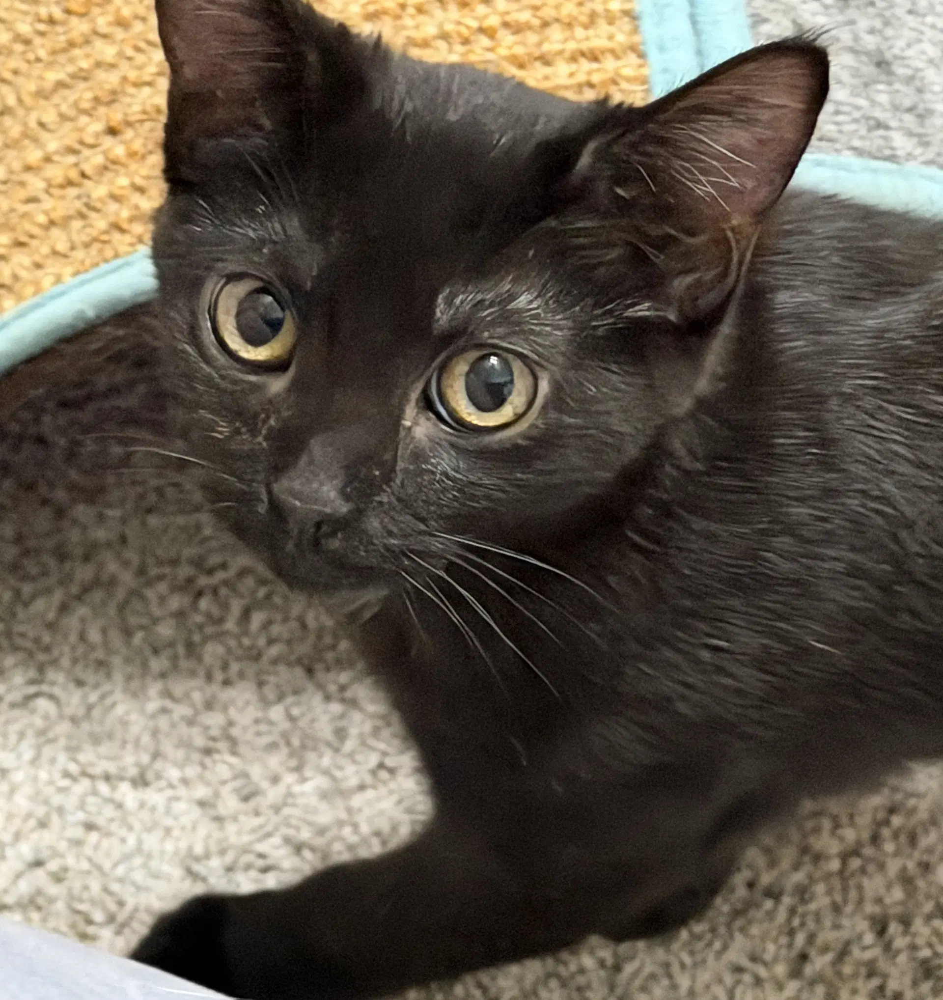 Monica - Domestic Short Hair
