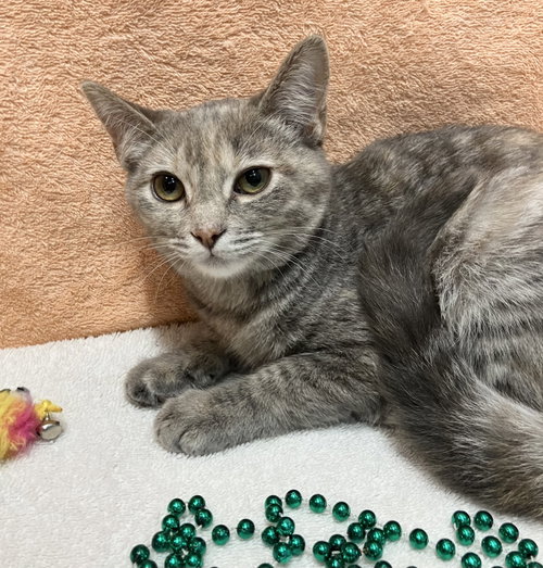 Miley, a cat for adoption from Colony Cats (& dogs)