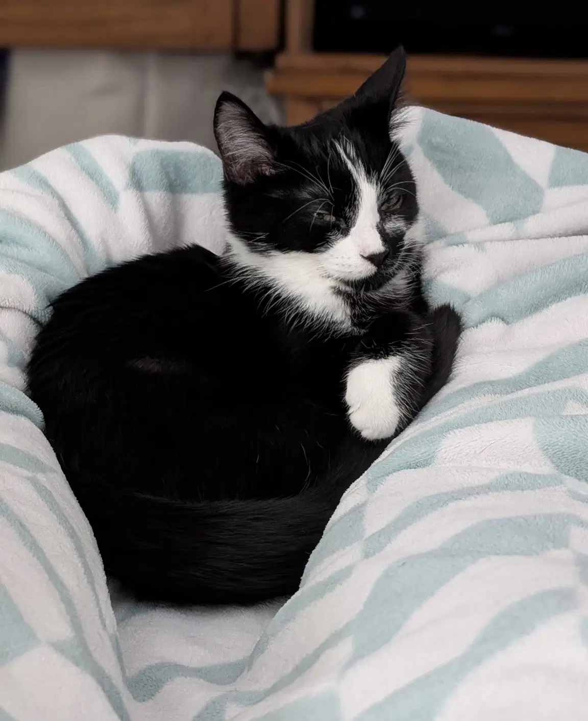 Beast - Domestic Short Hair