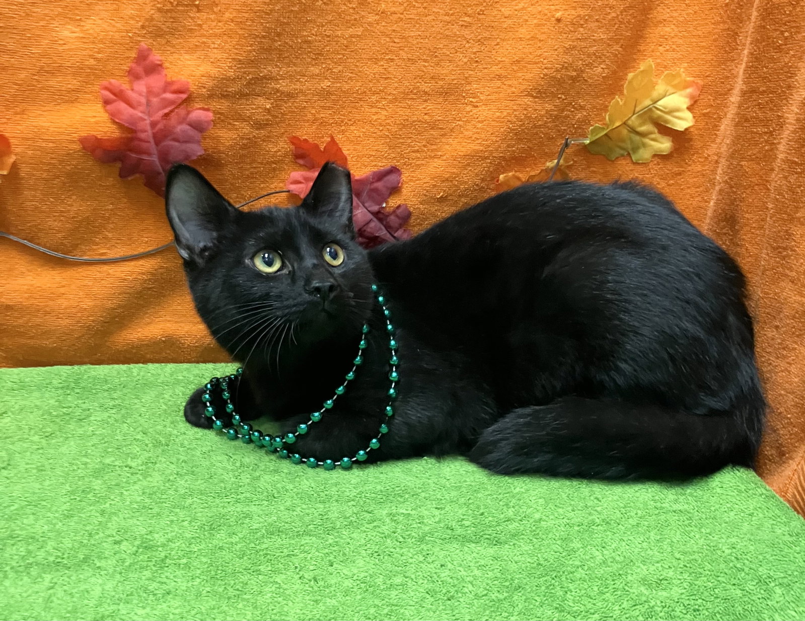 Alligator