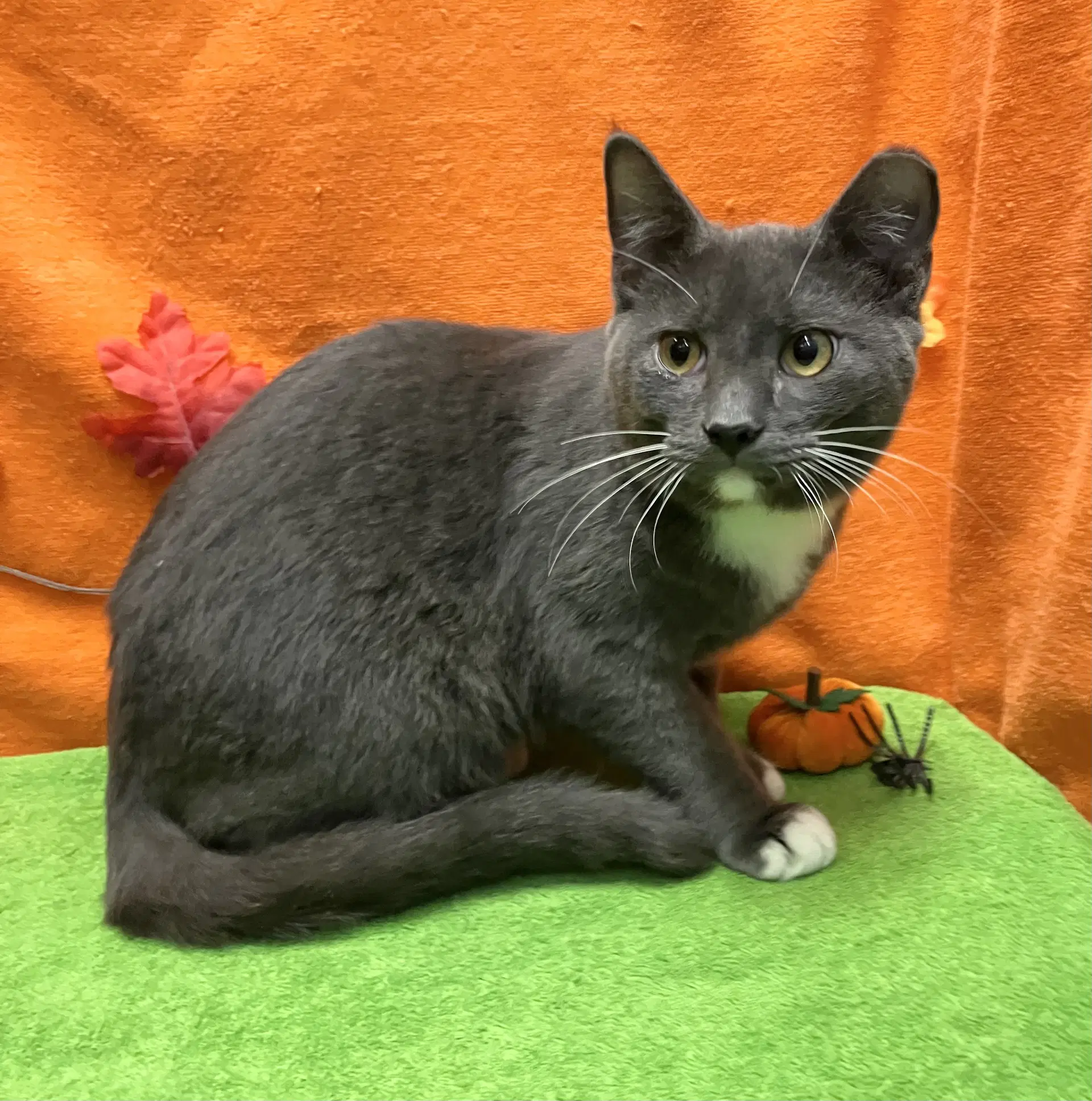 Crocodile - Domestic Short Hair