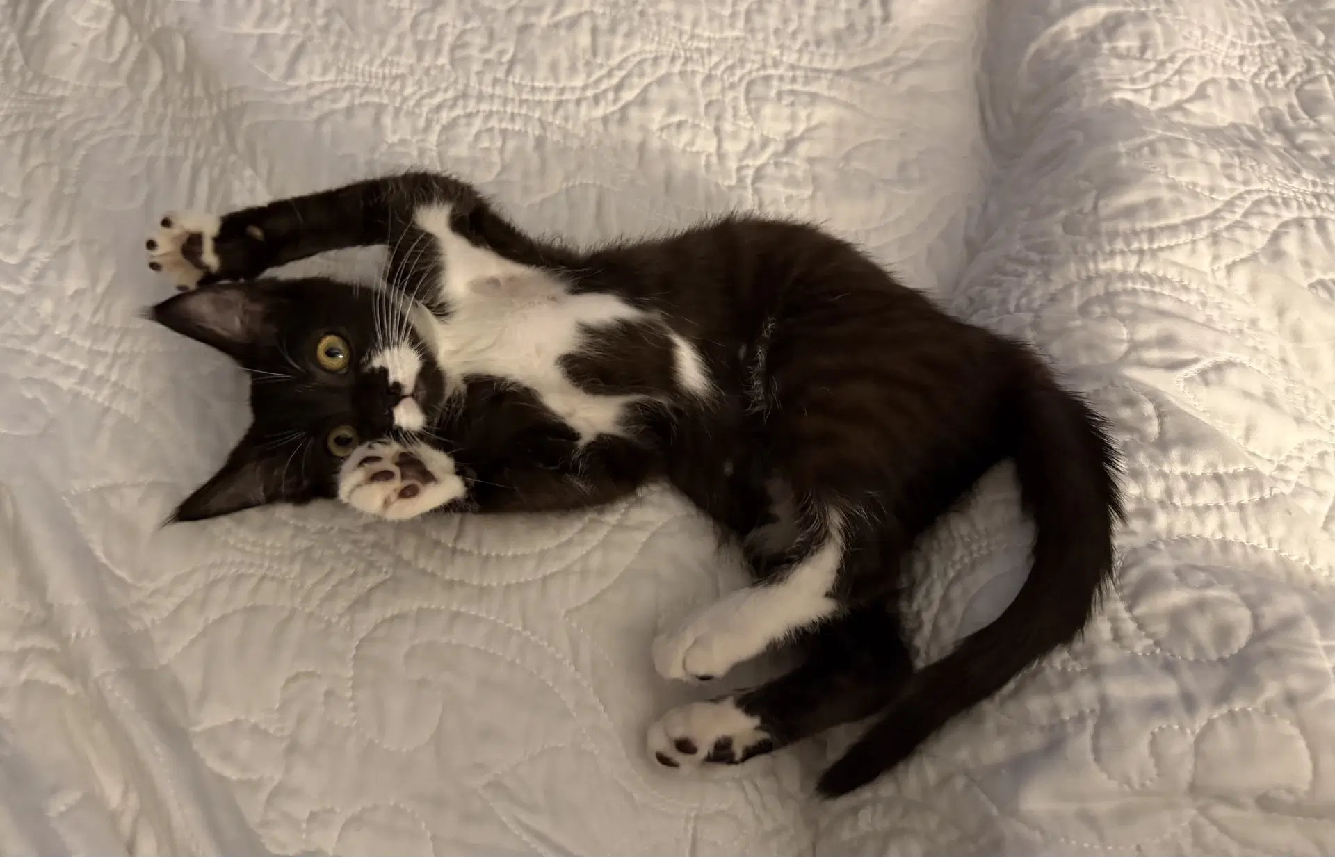 Moo - Tabby