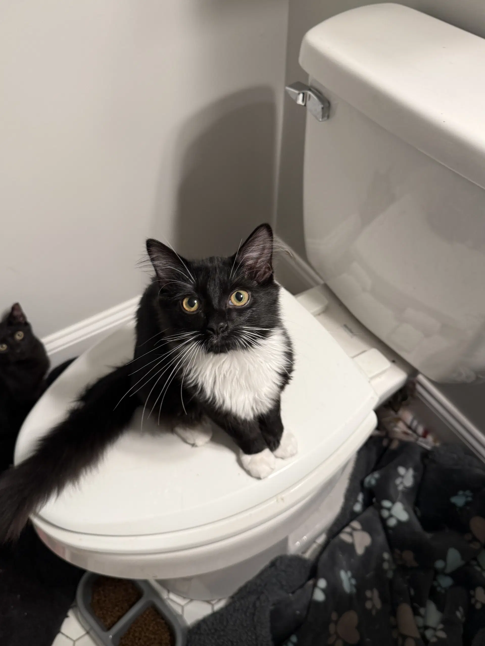 Albert - Domestic Long Hair