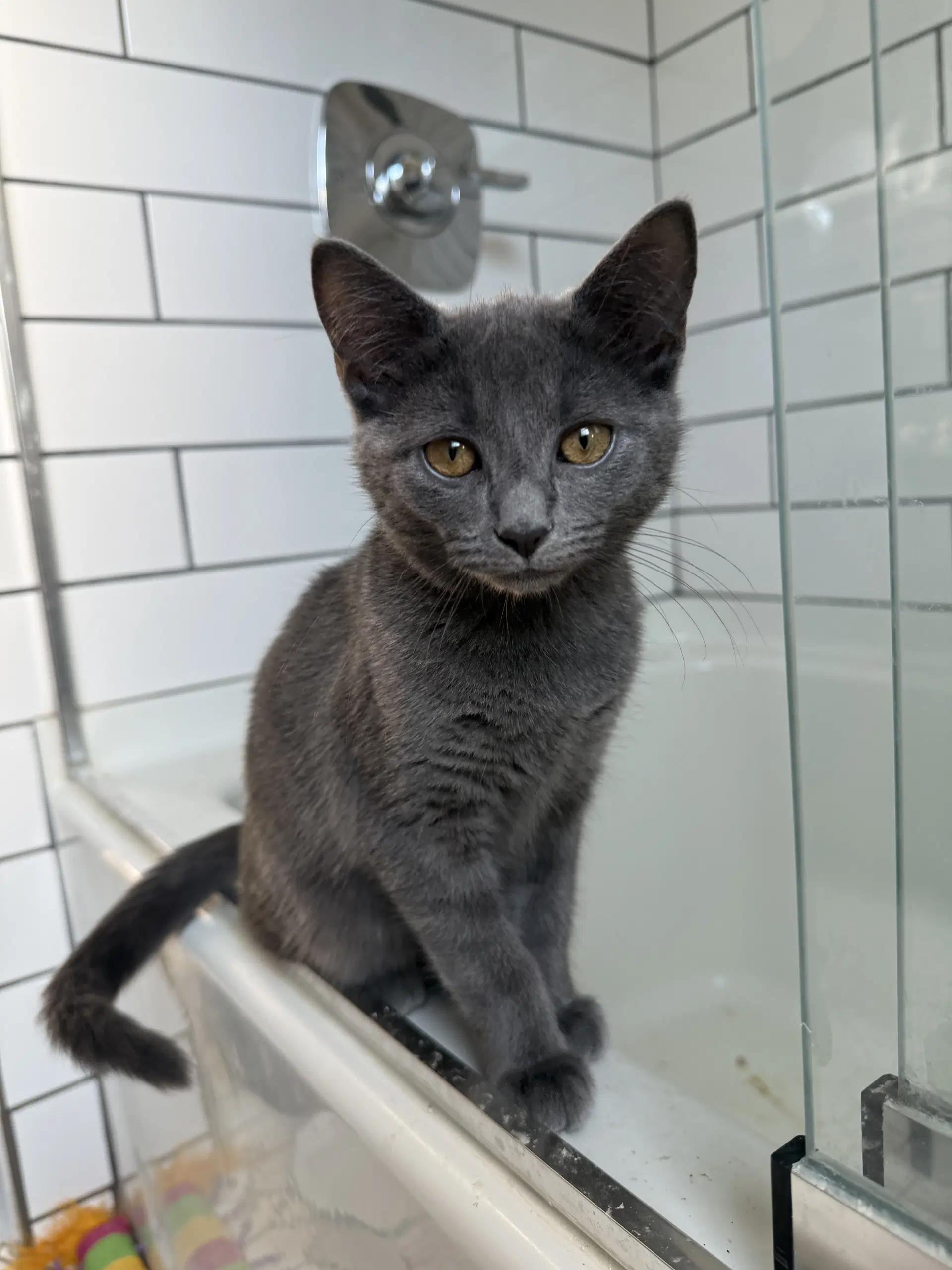 Citrico - Domestic Short Hair