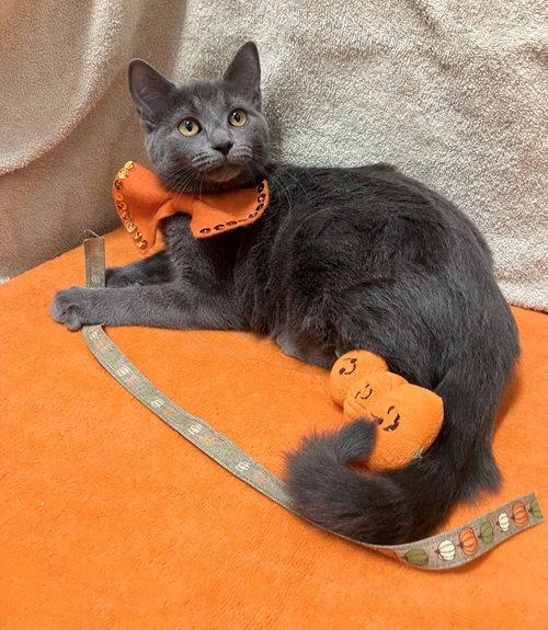 Citrico, a cat for adoption from Colony Cats (& dogs)