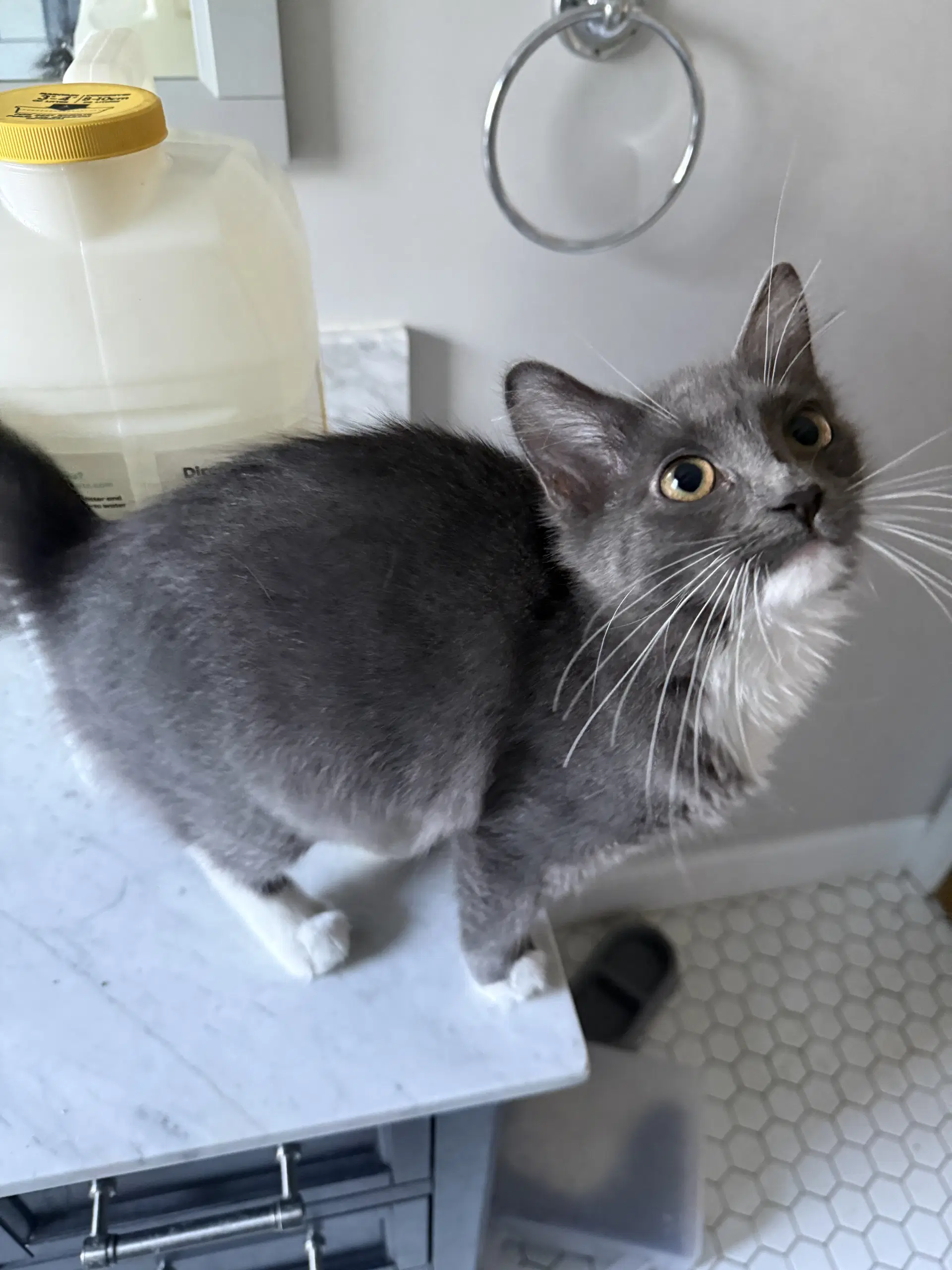 Victoria - Domestic Medium Hair