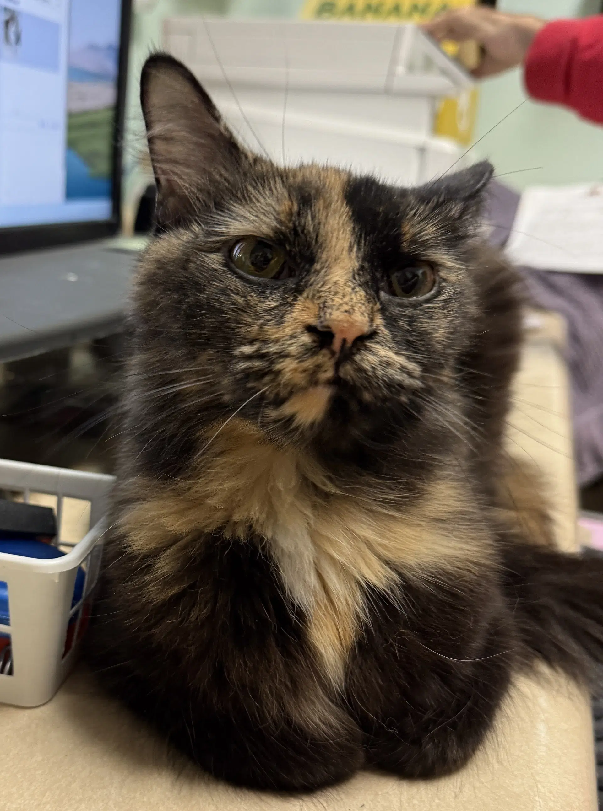 Puddin - Tortoiseshell
