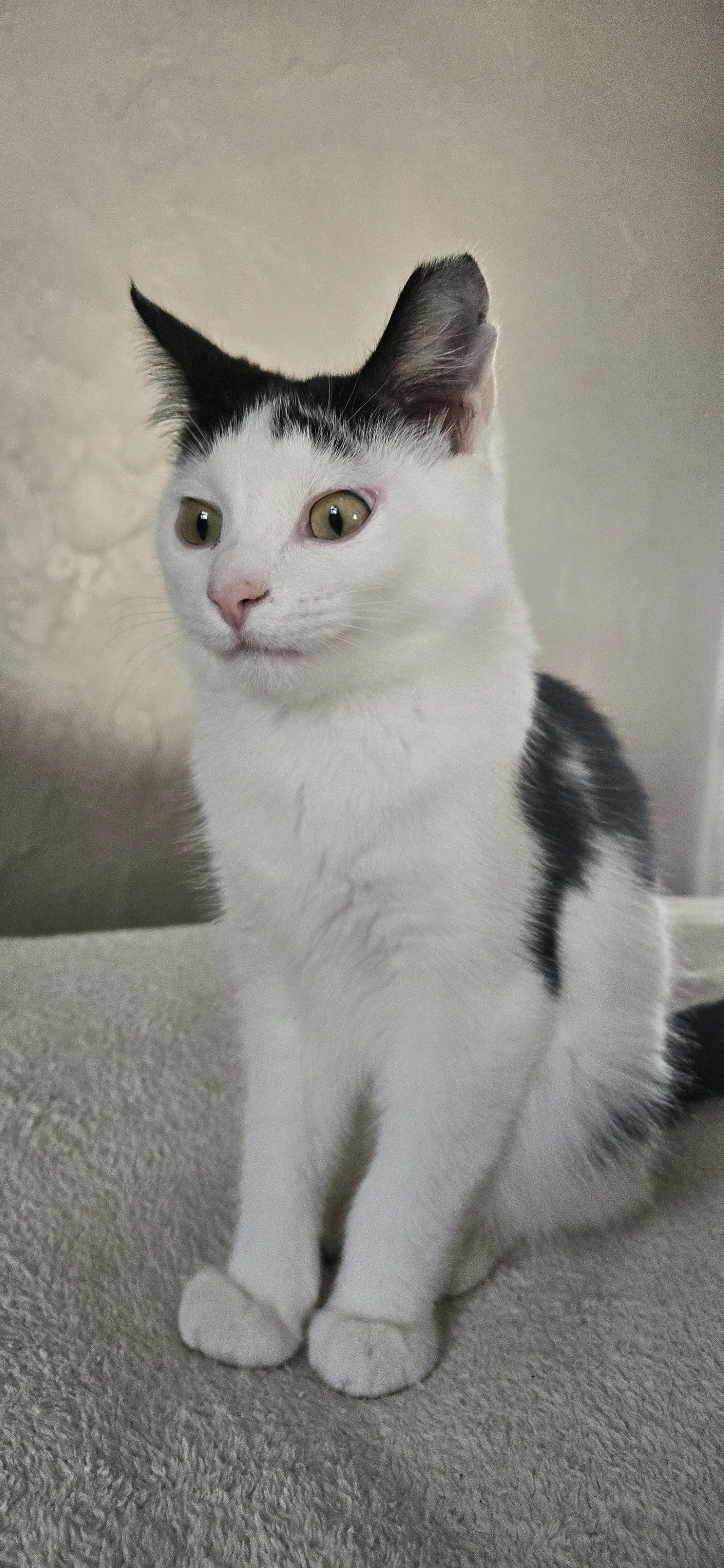 Bramley - Domestic Short Hair