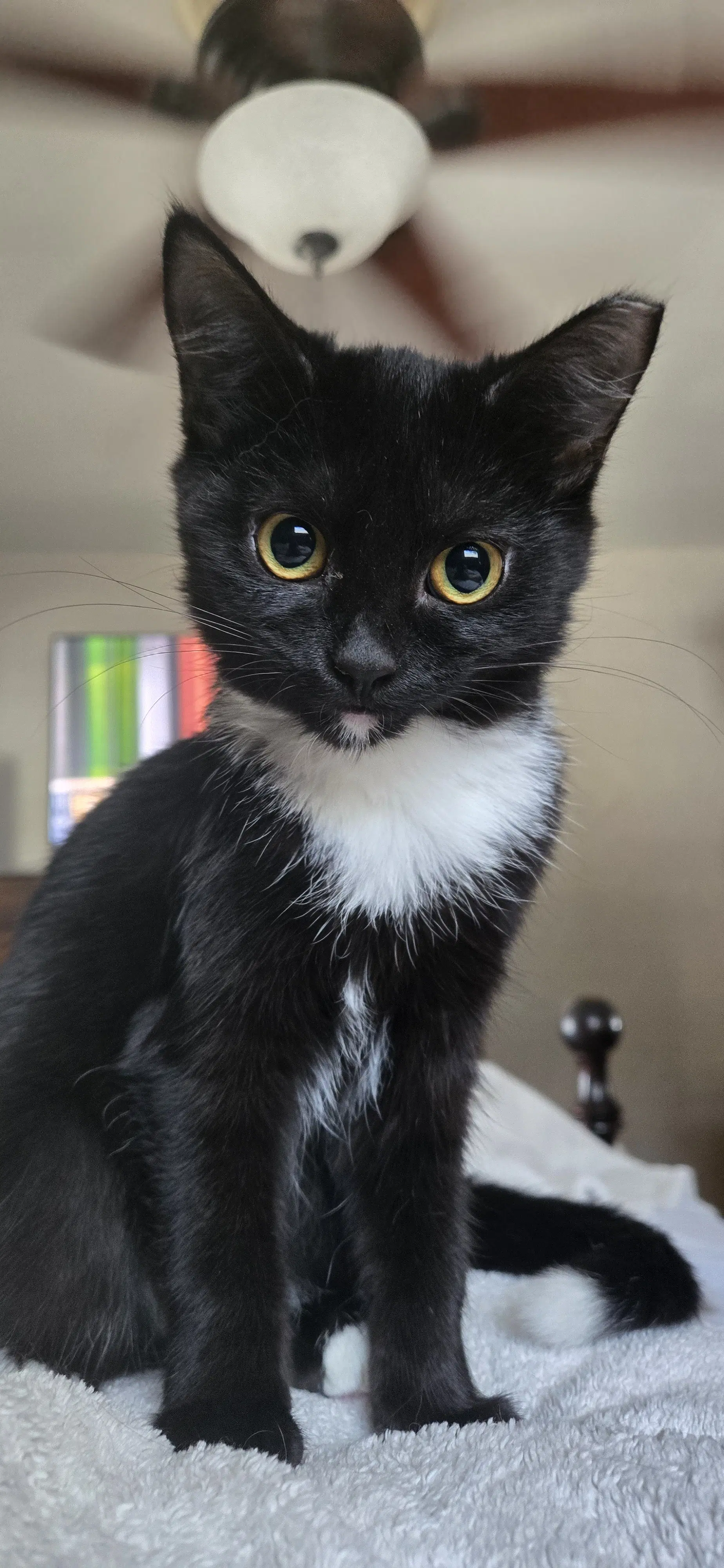 Orchard - Domestic Short Hair