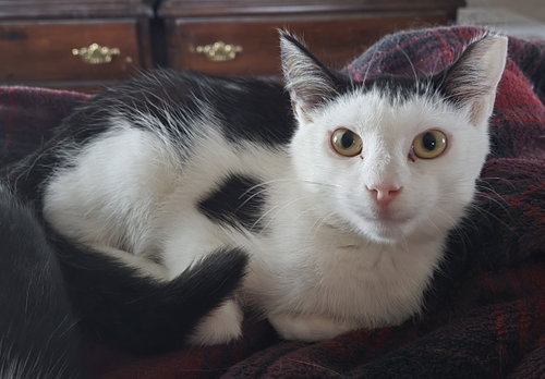 Russet, a cat for adoption from Colony Cats (& dogs)